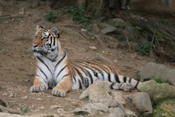 Bergen County Zoo’s Final Late-Night Summer Event Set for Wednesday