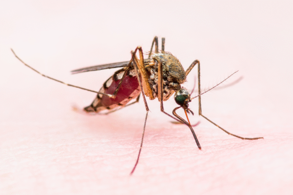 N.J. Reports Possible First Local Malaria Case in Over 30 Years