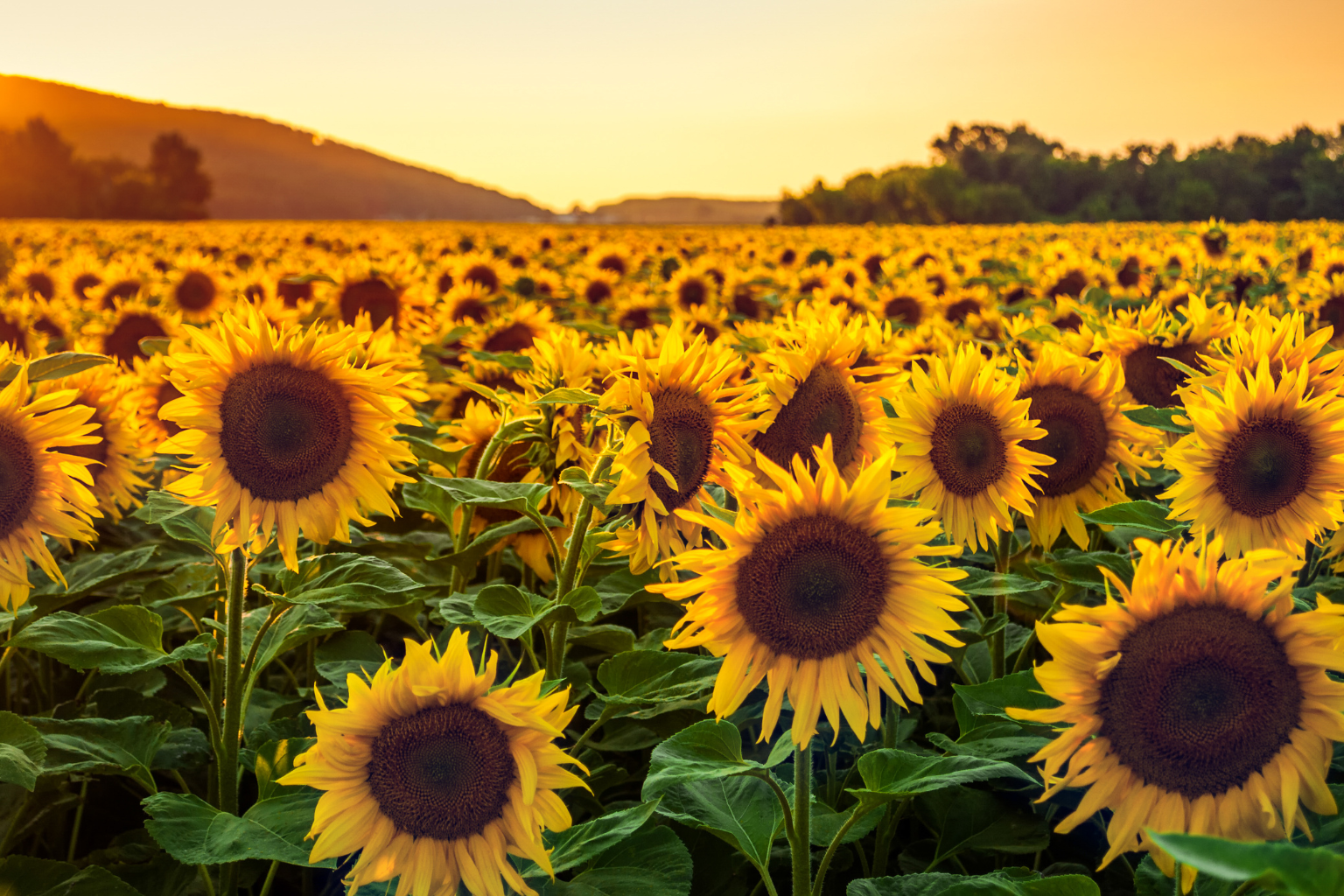 Sunflower-Farms.