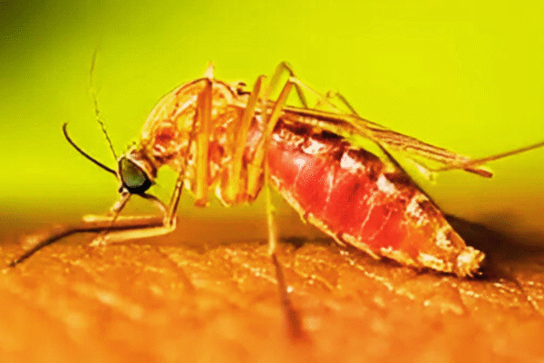 First New Jersey West Nile Case 2025