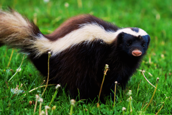 skunk