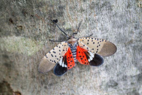 Spotted Lanternfly Population Decline in New Jersey: What Experts Say spotted lanternflies