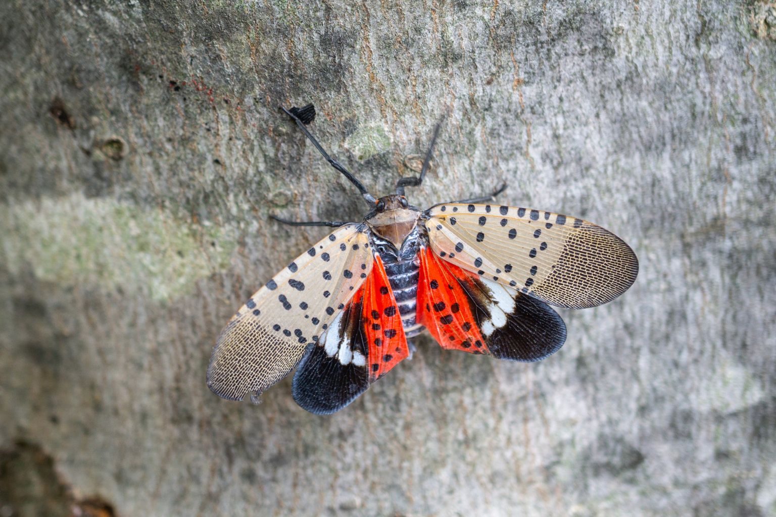 spotted lanternflies