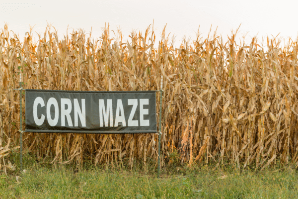 Exploring the Corn Mazes: A Fall Tradition Across New Jersey