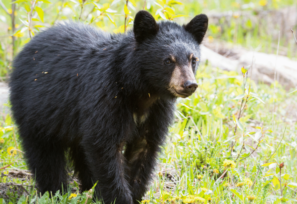 New Jersey’s Bear Hunt Marks First Week with 368 Bears Culled — Controversy Grows