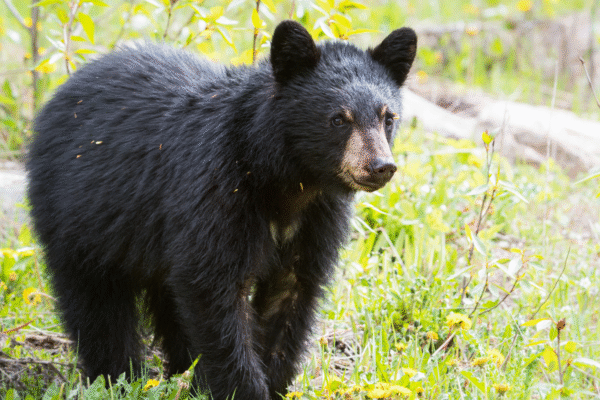 New Jersey’s Bear Hunt Marks First Week with 368 Bears Culled — Controversy Grows