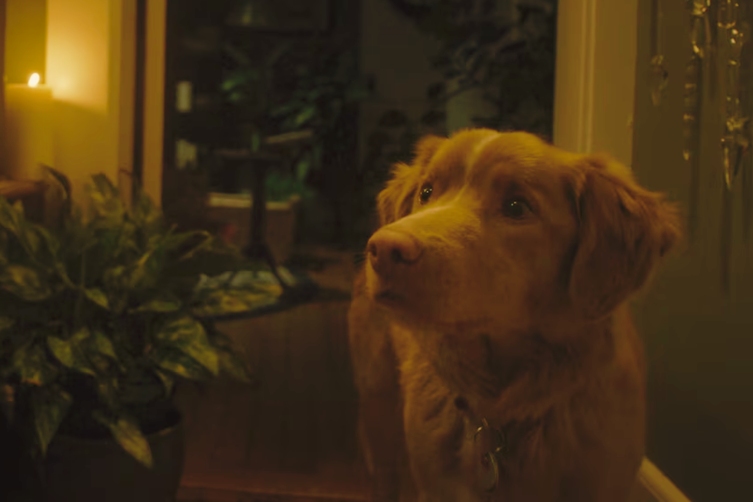 dog named good boy